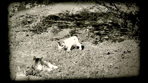 Kittens And Cat Outdoors On Front View In Fast Motion Stock Footage 84656127
