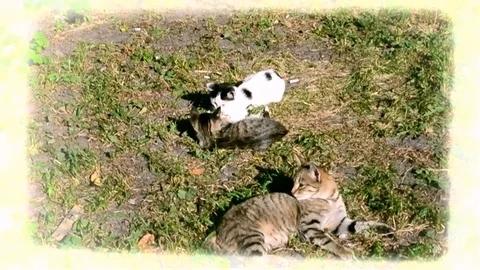 Kittens And Cat Playing On The Grass At Vintage Footage Stock Footage 92206411