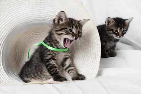 Kittens and hat Stock Photos