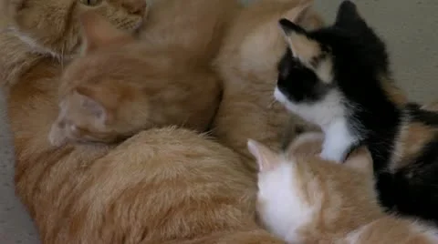 Kittens and mother Stock Footage 10828439