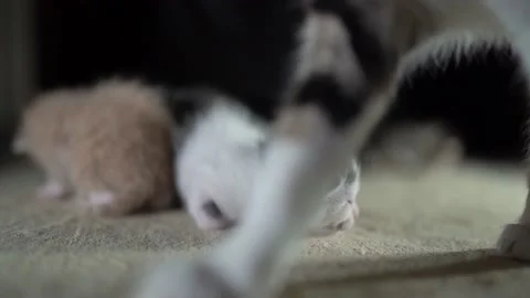 Kittens are crawling over each other Stock Footage 181081631