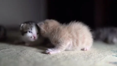 Kittens are crawling over each other Stock Footage 181083756