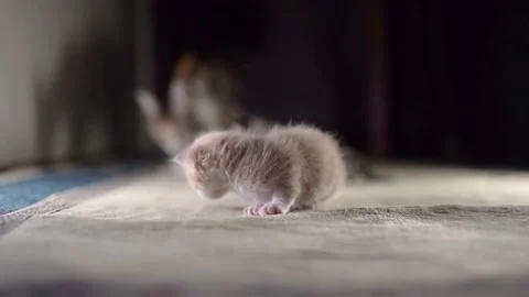 Kittens are crawling over each other Stock Footage 181097266