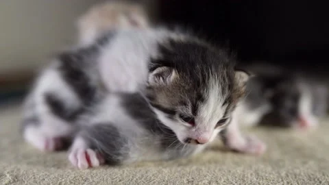 Kittens are crawling over each other Stock Footage 181704427