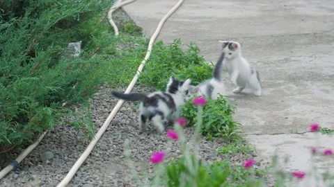 Kittens Are Fighting Stock Footage 207435288