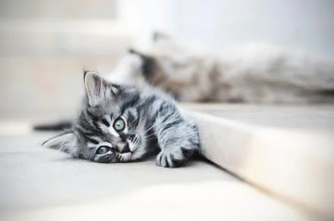 Kittens are funny Stock Photos