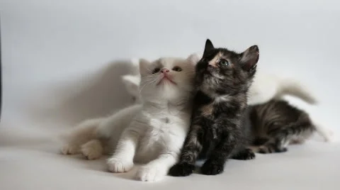 Kittens are having fun 動画素材 60668363