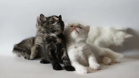 Kittens are having fun Stock Footage 62261874