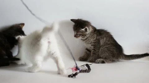 Kittens are having fun Video stock 62455150