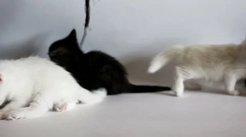 Kittens are having fun Stock Footage 62516931
