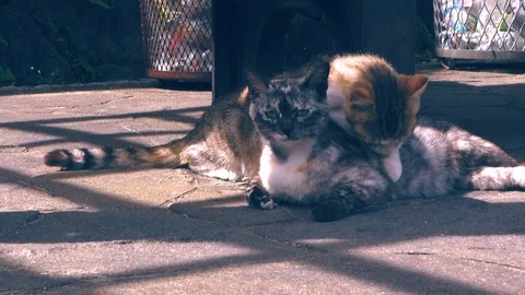 Kittens are having fun Stock Footage 95159260