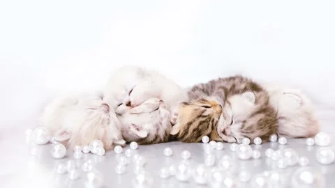 Kittens are isolated on a gray background among white beads. Video stock 171482884