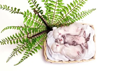 Kittens are isolated on a white background near the fern in a basket. Video stock 171356965
