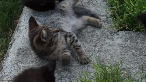 Kittens are licking scratching themselves and playing with each other Stock Footage 282976405