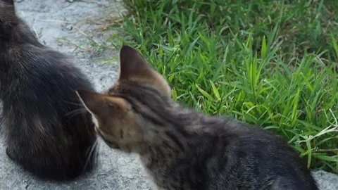 Kittens are licking scratching themselves and playing with each other Stock Footage 282976463
