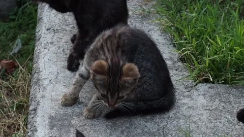 Kittens are licking scratching themselves and playing with each other Stock Footage 285406341