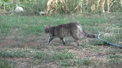 Kittens are playing Stock Footage 11422231