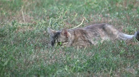 Kittens are playing Video stock 11422234