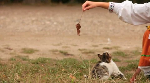 Kittens are playing. HD Stock Footage