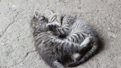 Kittens are playing lying down Stock Footage 80167391