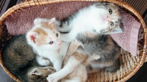 Kittens are playing lying in a wicker basket. Stock Footage 279999089