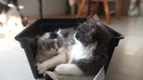 Kittens are playing on the mother cat Video stock 196180890