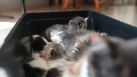 Kittens are playing on the mother cat Stock Footage 196181429