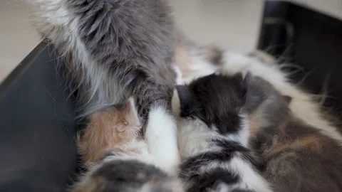 Kittens are playing on the mother cat 4k 100 fps Stock Footage 196183395