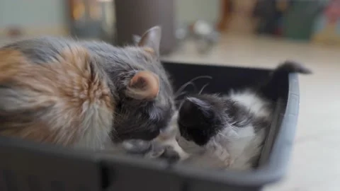 Kittens are playing on the mother cat Stock Footage 196183785