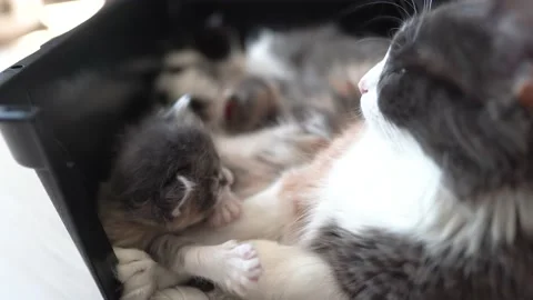 Kittens are playing on the mother cat Stock Footage 196193211