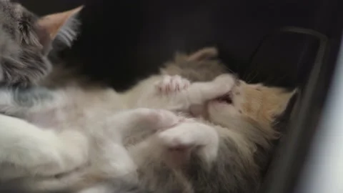 Kittens are playing on the mother cat Stock Footage 196199873