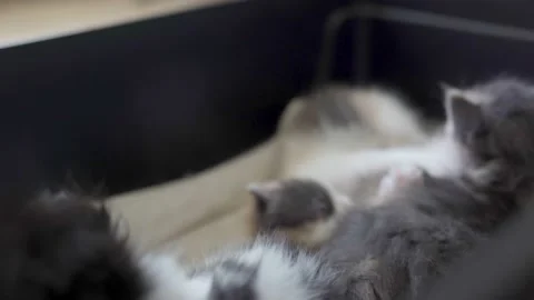 Kittens are playing on the mother cat Stock Footage 196200699