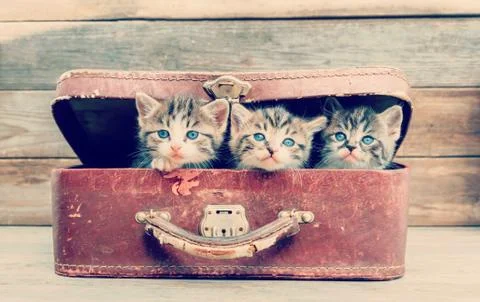 Kittens are sitting in suitcase Stock Photos