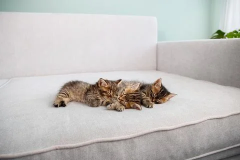 Kittens are sleeping on a gray sofa. Stock Photos