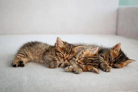 Kittens are sleeping on a gray sofa. Stock Photos