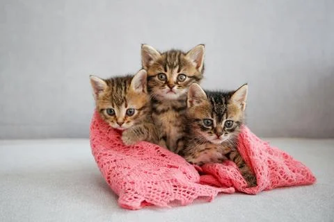 Kittens are sleeping on a gray sofa. Stock Photos