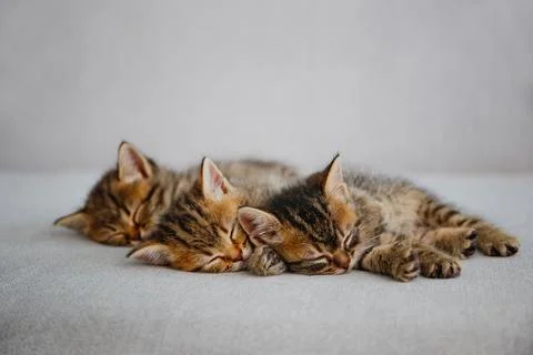 Kittens are sleeping on a gray sofa. Stock Photos