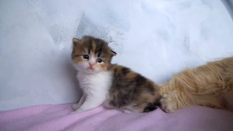 The kittens are sniffing Stock Footage 91225694