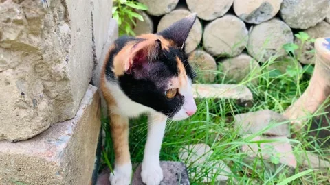 Kittens are walking Stock Footage 164884731