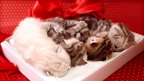 Kittens on the background of red background with white polka dots in gift bow. Stock Footage 171483441