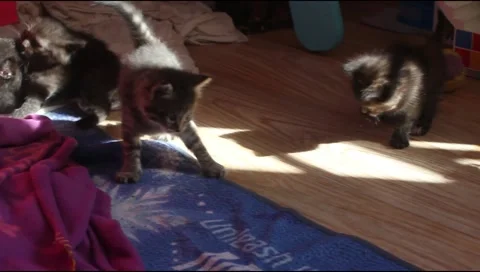 Kittens barely play walking Stock Footage 132762734
