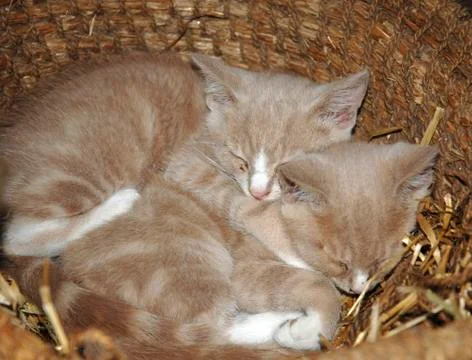 Kittens in Basket Stock Photos