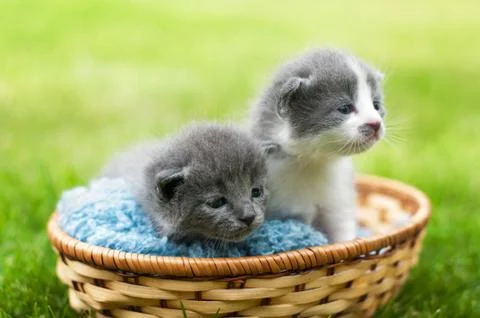 Kittens in a basket Stock Photos