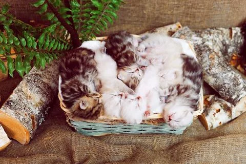 Kittens in a basket. Stock Photos