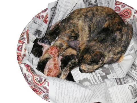 Kittens being born Stock Photos