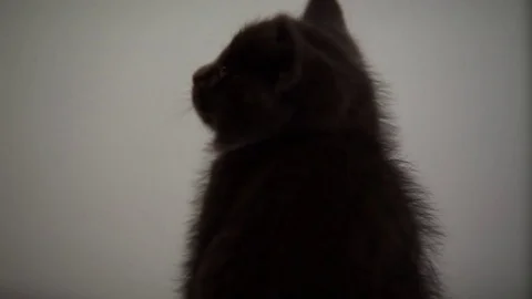 Kittens Being Cute Stock Footage 84574810