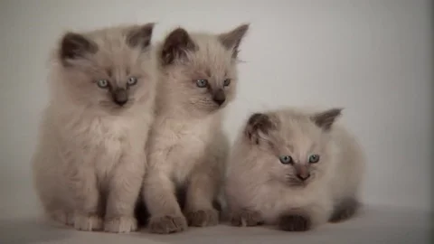 Kittens Being Cute Stock Footage 84576121