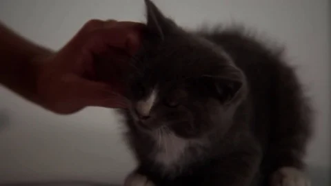 Kittens Being Cute Stock Footage 84576156