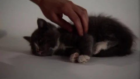 Kittens Being Cute Stock Footage 84576238