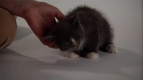 Kittens Being Cute Stock Footage 84576316